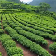 单丛是一种怎样的茶叶品种或制作方法吗？