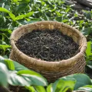 它是一种茶叶品种吗？还是某种制作方法或加工工艺呢？