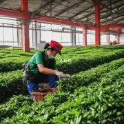 淮南市主要生产哪些茶叶?