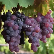 关于葡萄品种在酿造过程中的作用你有进一步的观点或看法吗?