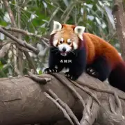 红熊猫面临哪些挑战?