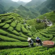 贵州茶叶有哪些历史?
