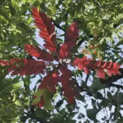 它的叶子是什么形状的?