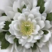 软白牡丹的花瓣是什么形状的?