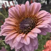 天子金香烟的花朵颜色是什么?