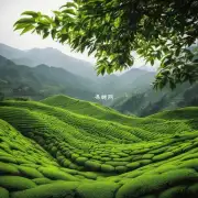 哪些是贵州茶叶的主要生产地区?